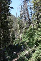 We followed a trail crew on horses with chainsaws [mon jul 3 11:49:42 mdt 2017]